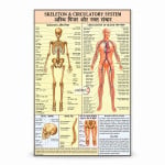Skeleton and Circulatory System Chart